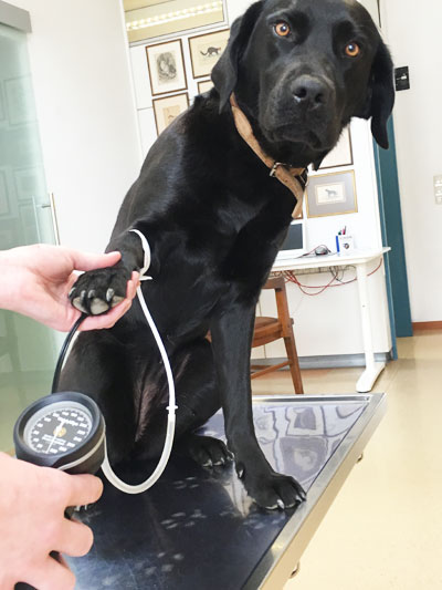 Tierarztpraxis Hund